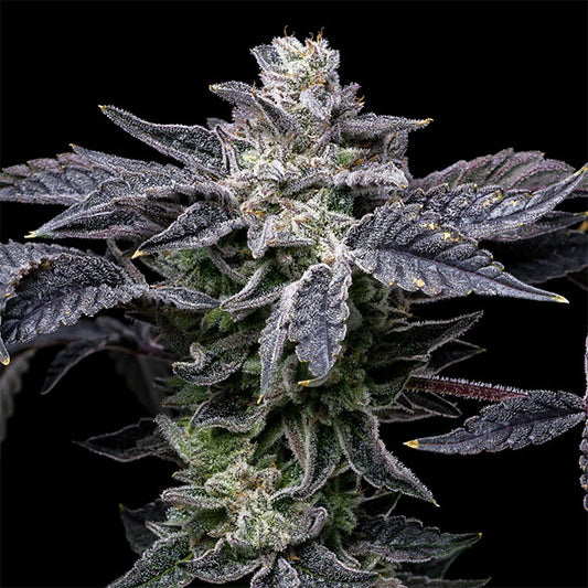 Pink Runtz X Hollywood 6 u. fem Cookies Seed Bank