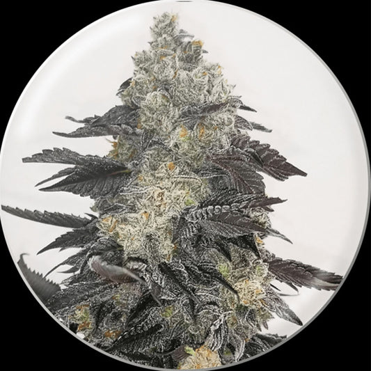 Pink Sherbert 10 u. fem. Medical Seeds