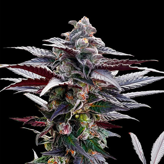 Pink Sunset  "by Sherbinskis"  10 ud Silent Seeds