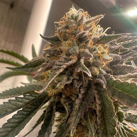 Pink Waferz 2.0 - 7 unità fem Conscious Genetics