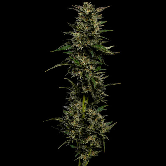 Pistachio 5 u. fem Humboldt Seeds Company