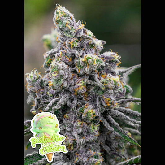 Pistachio Snow Cream  3 u. fem Anesia