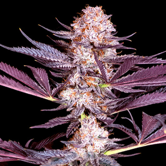 Pluto 10 fem. U. Sacred Terps