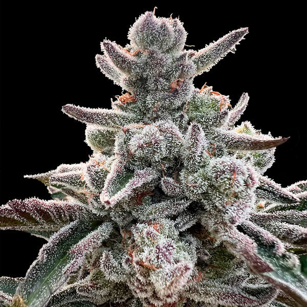 Polar Gelato "by Sherbinskis" 3 pcs Silent Seeds