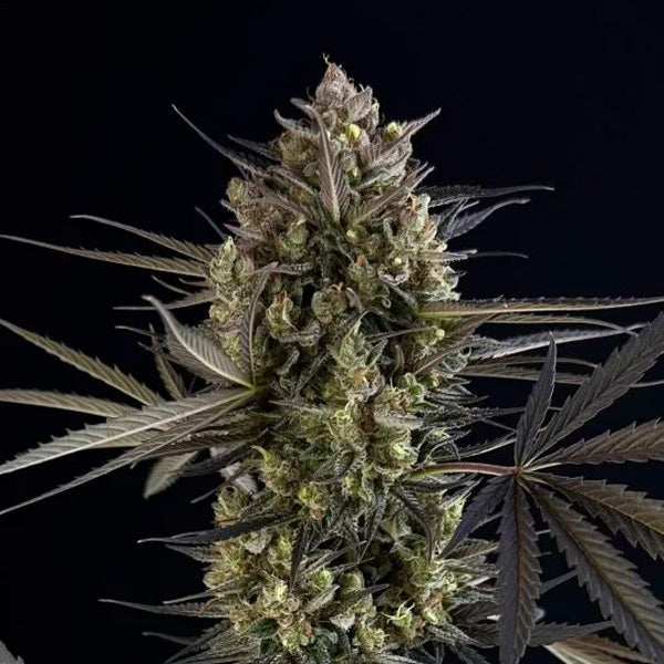 Pound Cake Auto 1 pc. fem. FastBuds Seeds
