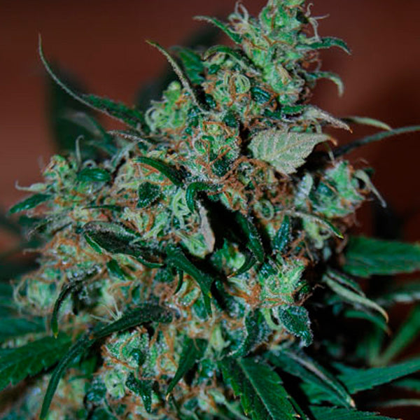 Power Bud   3 u. fem. Black Skull Seeds