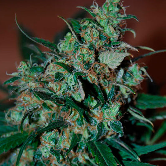 Power Bud   5 u. fem. Black Skull Seeds