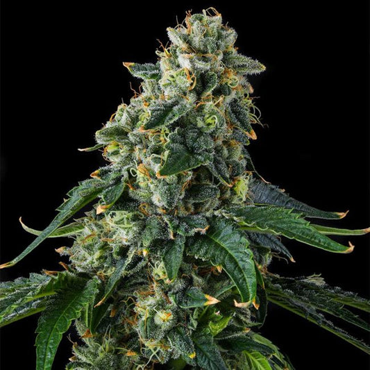 Presidential Pardon : JFK x Eye Candy -  7 u. Fem Compound Genetics