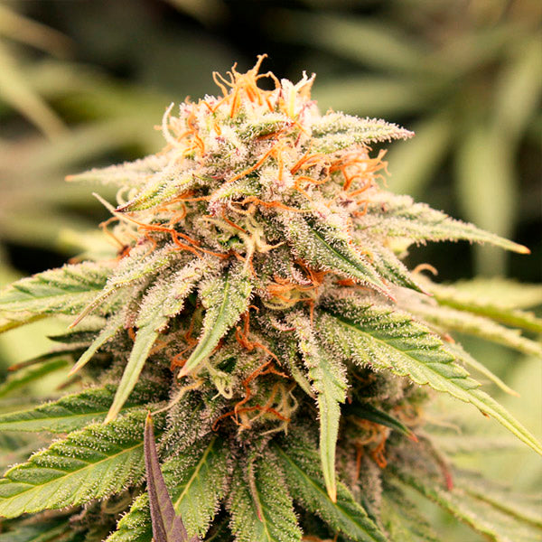 PriZmatic 5 semi Humboldt Seed Organization