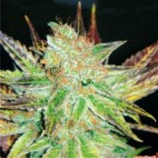 Prozac 5 u. fem. Medical Seeds
