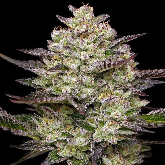 Puff Pastry  5 u. fem Humboldt Seeds Company