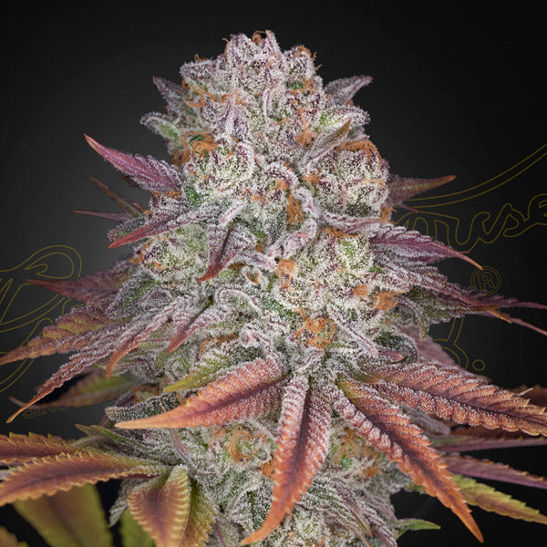 Pulp Friction 5 u. fem. Green House.