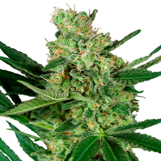 Pumpkin Spice  1 u. fem. Sensi Seeds Research