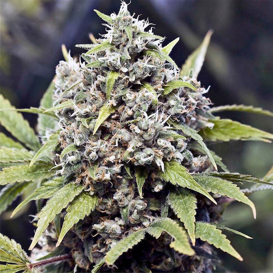 Pure AK -  4 u. fem. Female Seeds