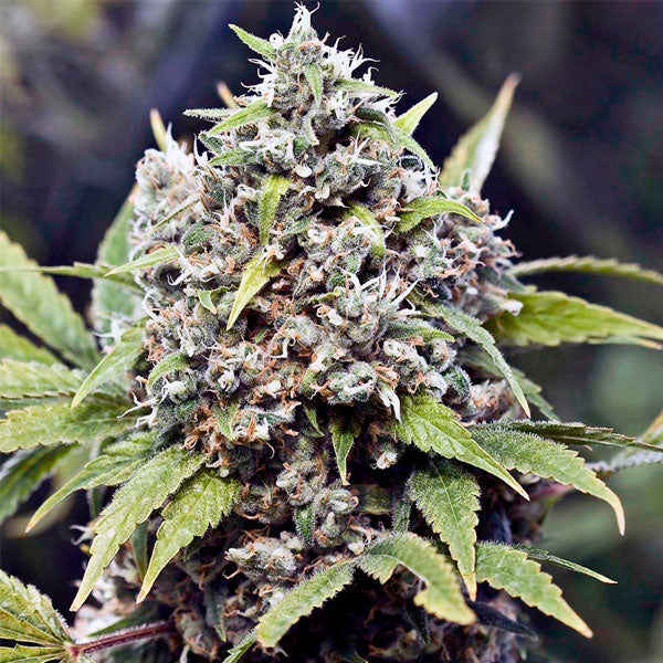 Pure Ak - 10 pc. fem. Female Seeds