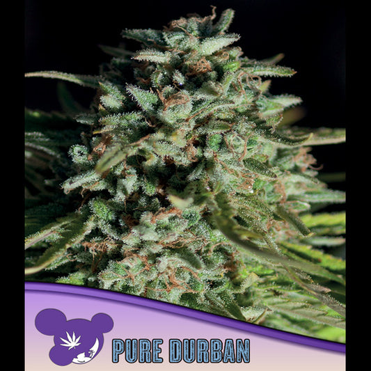 Pure Durban 10 u. fem Anesia