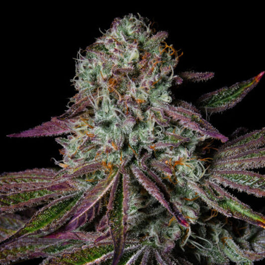 Pure Glitter 1 u. fem Pure Instinto