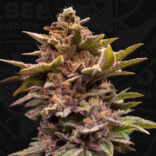 Pure Lemon Cherry  6+1 u. fem. 420 Limited Pack T.H. Seeds