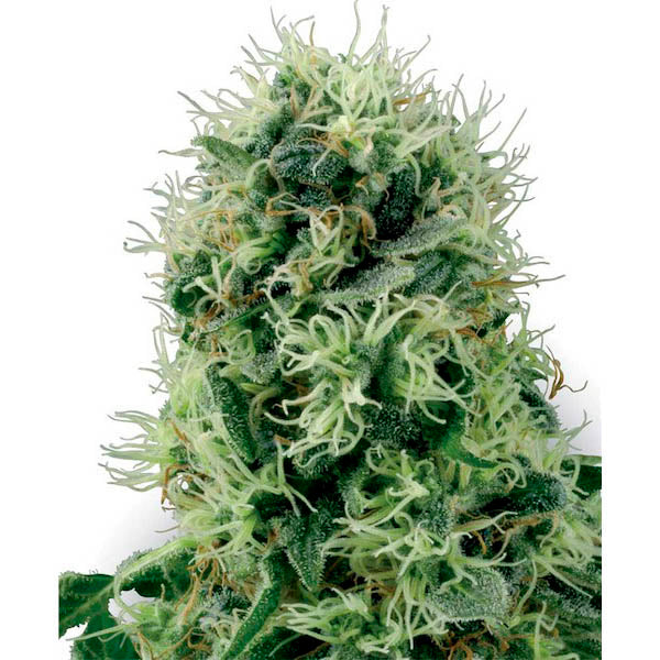 Pure Power Plant 1 pc. fem. White Label
