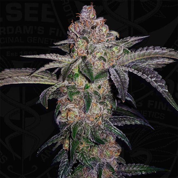 Pure Runtzy 5 fem. seeds 710 Limited Pack T.H. Seeds