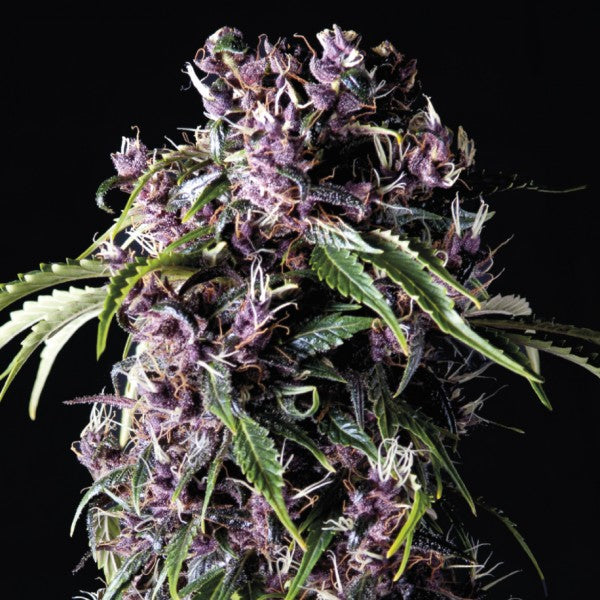Purple 3 u. fem. Pyramid Seeds