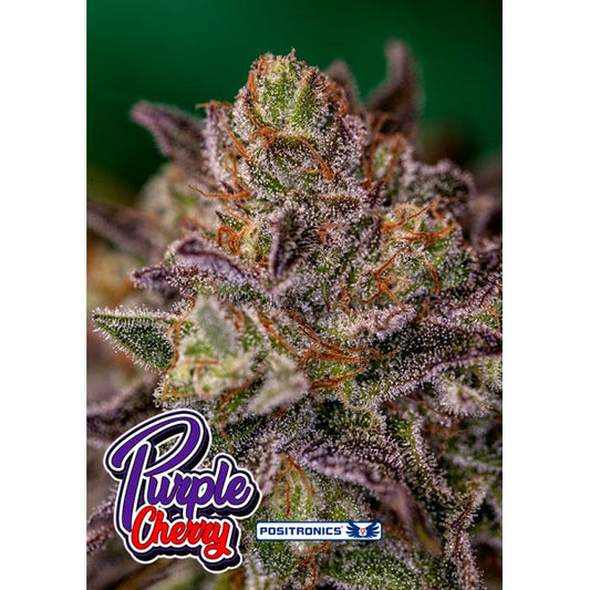 Purple Cherry 1 u. fem. Positronics Seeds