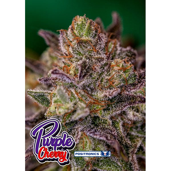 Purple Cherry 3 pc. fem. Positronics Seeds