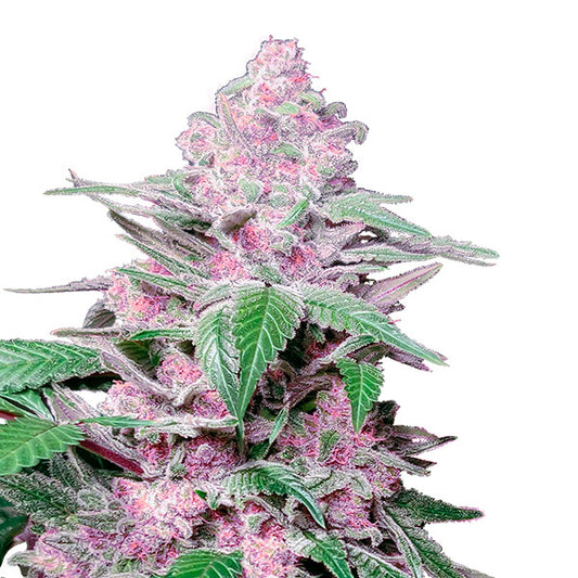 Purple Cookie Kush  3 u. fem. Sensi Seeds Research