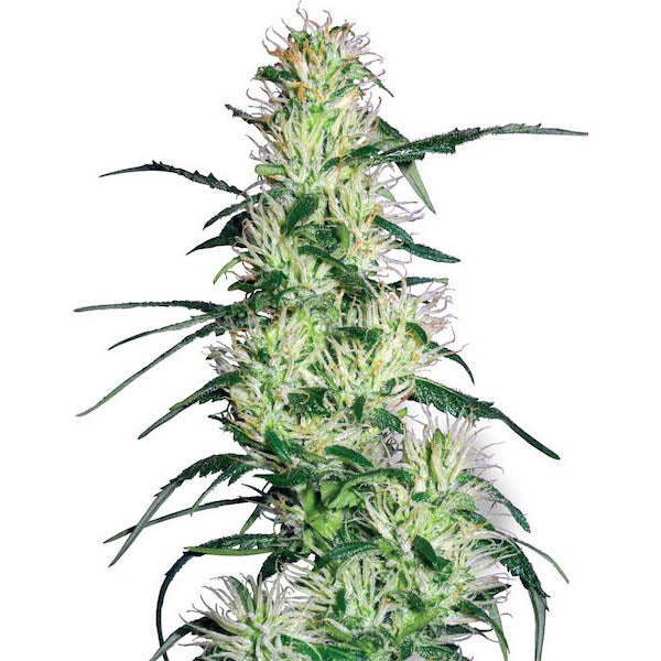 Purple Haze 10 unità femminizzate White Label