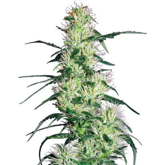 Purple Haze  10 u. fem. White Label