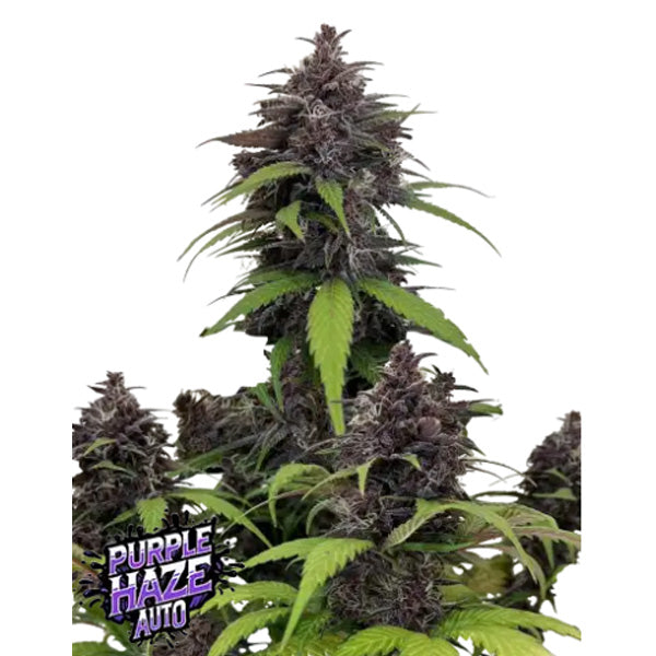 Purple Haze Auto  1 u. fem. FastBuds Seeds