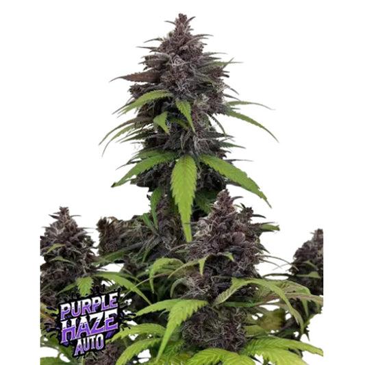 Purple Haze Auto  1 u. fem. FastBuds Seeds