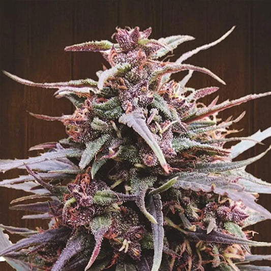 Purple Haze x Malawi   5 u. Regular Ace Seeds