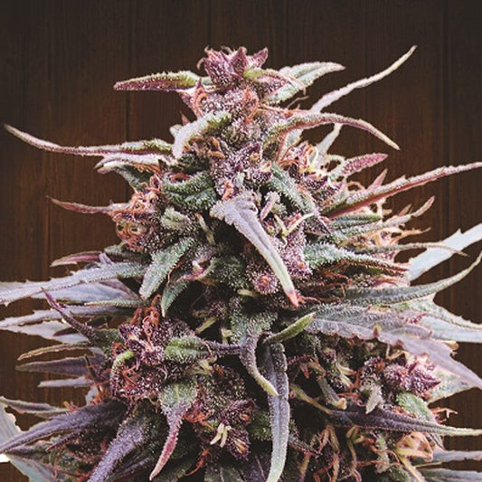 Purple Haze x Malawi 3 u. fem. Ace Seeds