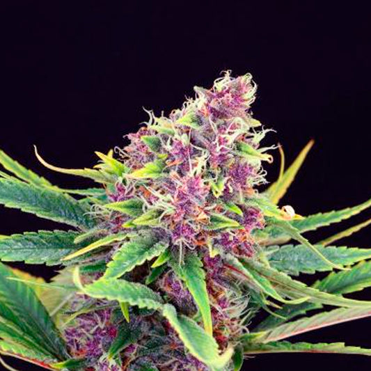 Purple Kush   5 u. fem. Kannabia Seeds