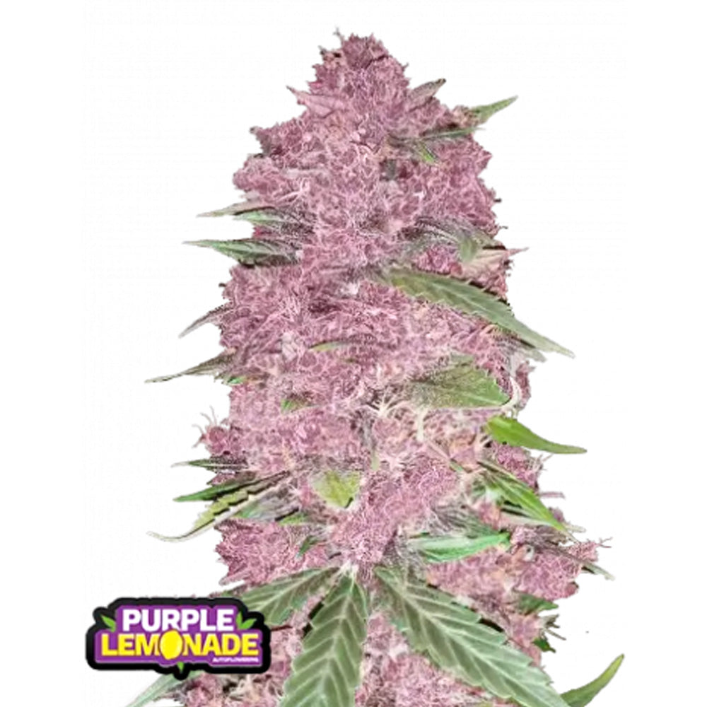 Purple Lemonade Auto RF3 - 1 u. fem. FastBuds Seeds