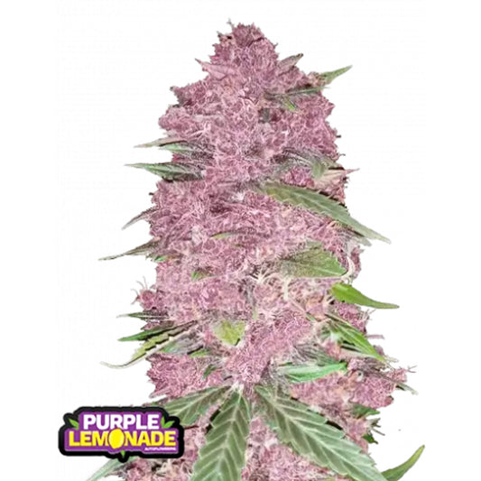 Purple Lemonade Auto RF3 -  3 u. fem. FastBuds Seeds