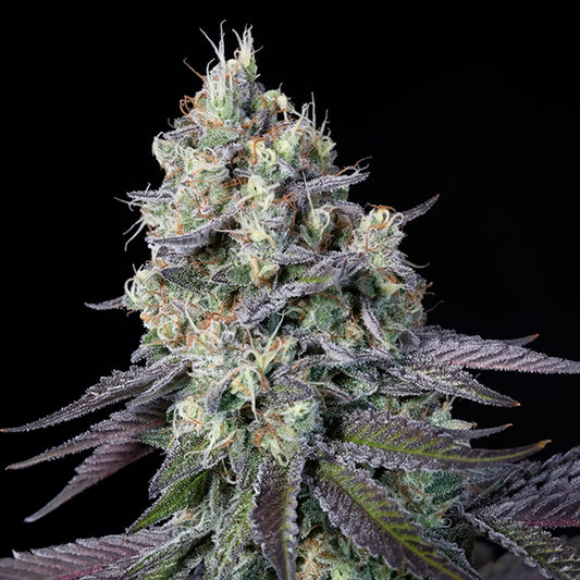 Purple Mints  5 u. fem. Paradise Seeds
