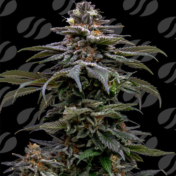 Purple Overload 10 u. fem. Original Sensible