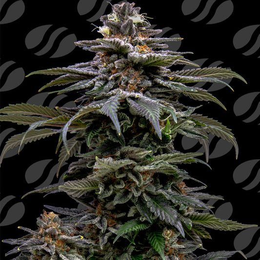 Purple Overload 10 u. fem. Original Sensible