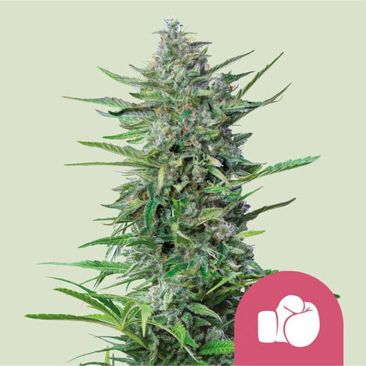 Purple Punch   1 u. fem. Royal Queen