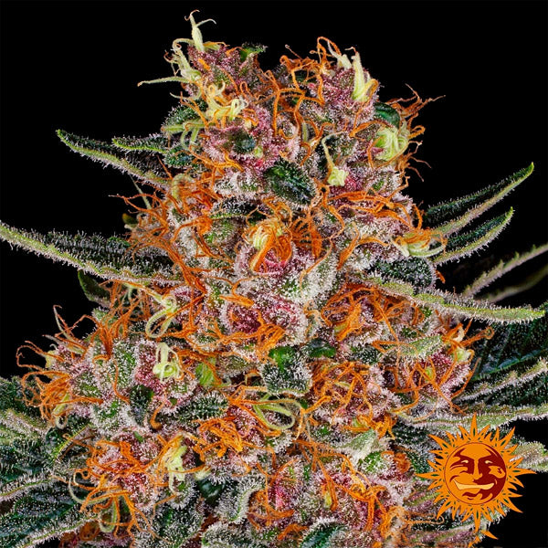 Purple Punch 3 u. fem. Barney's