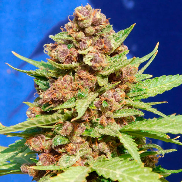 Purple Punch Cookies 1 pz. fem. Original Sensible
