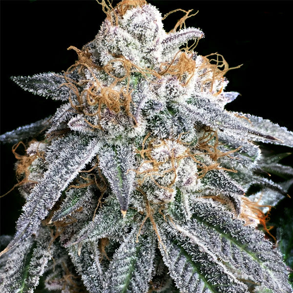 Purple Punch S1 - 3 semi femminizzati Elev8 Seeds