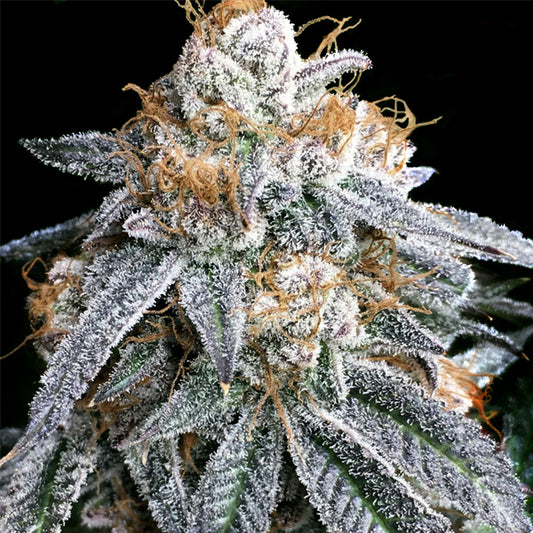 Purple Punch S1 - 3 ud. fem Elev8 Seeds