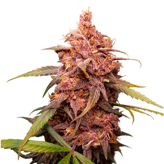 Purple Punch fem.  3 u. Seedstockers