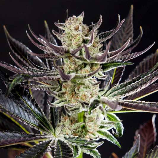 Purple Punch x Do-Si-Dos 5 u fem Philosopher