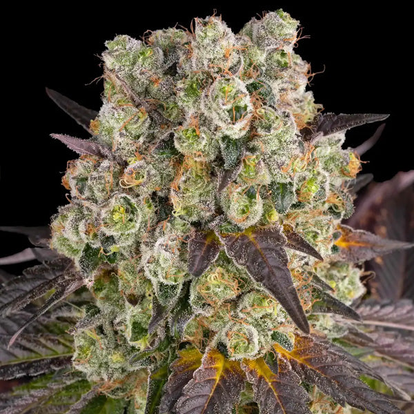 Purple Punch x Lemon Drizzle 1 pz. femm. Barney's