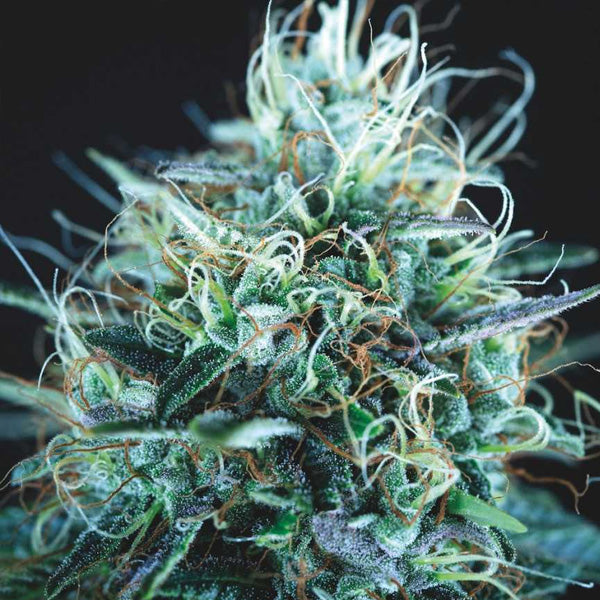 Purple Urkle x Blue Pyramid  5 pz. fem. Pyramid Seeds Gold Line
