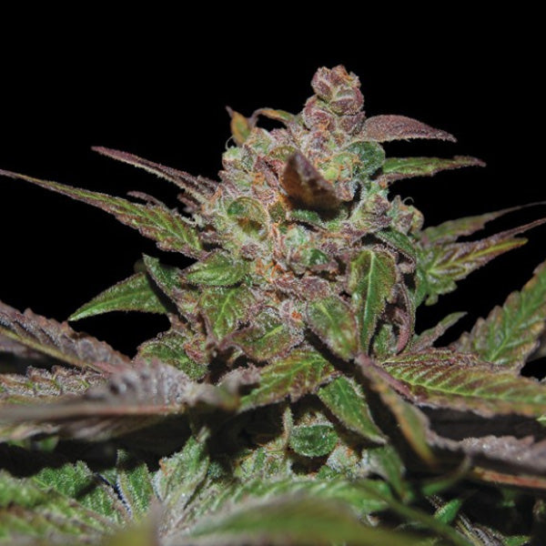 Purple Wreck 3 u. fem. DNA Genetics